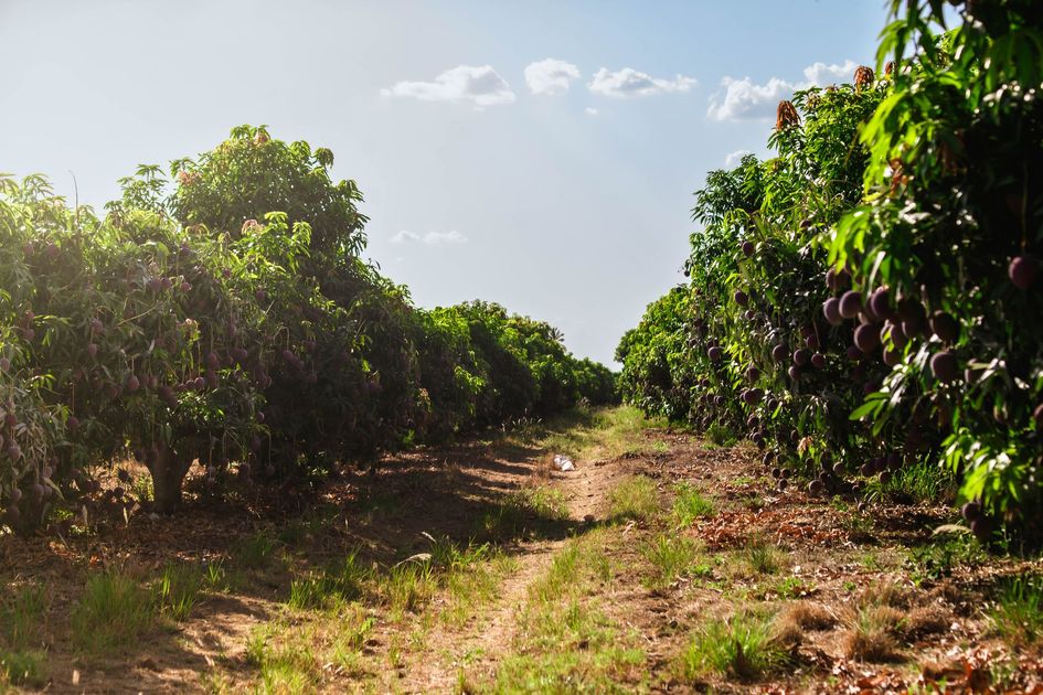 Escasez de mango en Guayas: baja producción afecta el mercado local en 2026