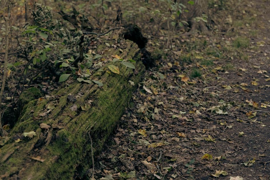 Tronco gigante cae sobre un Morgan hundido y complica su remoción del río Guayas