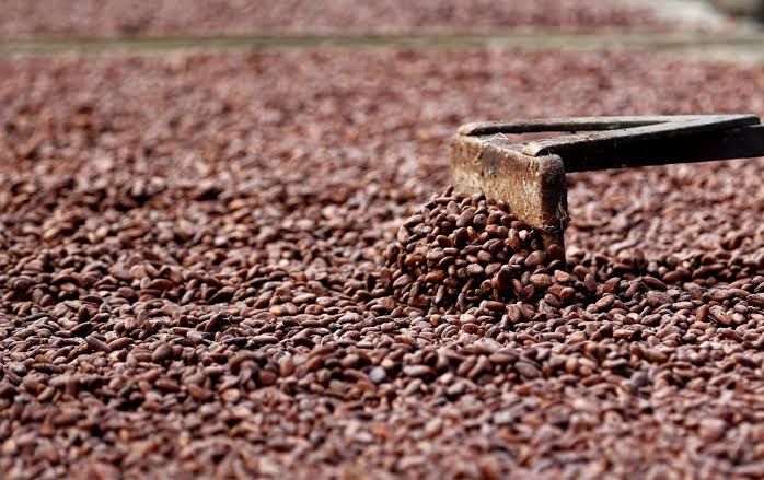 Emprendimientos guayalmeños destacan en CHOKAO 2026 con cacao del Guayas